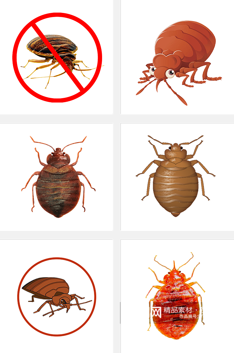 高清昆虫免抠素材素材