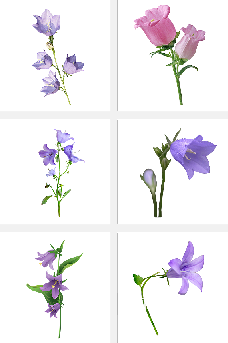 绿植花卉免抠装饰素材