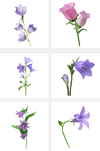 绿植花卉免抠装饰