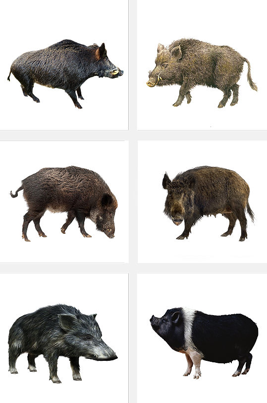 牲畜野猪动物素材