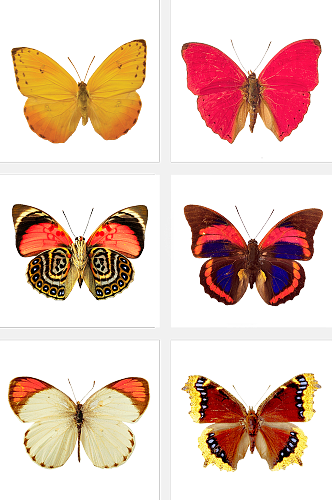 生物飞行蝴蝶素材