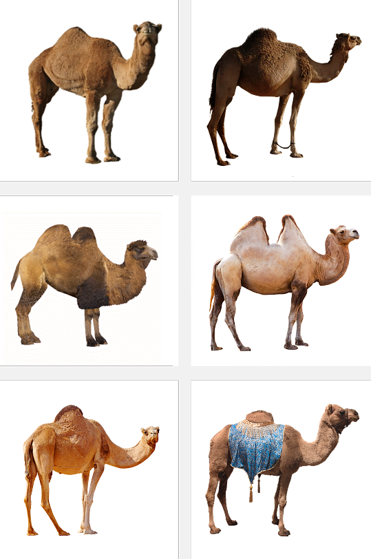 高清动物骆驼素材