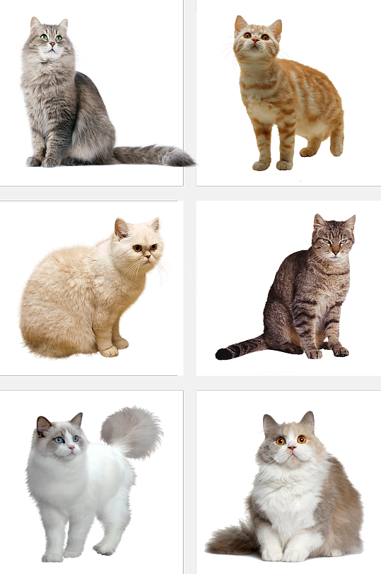 加菲猫免抠宠物素材