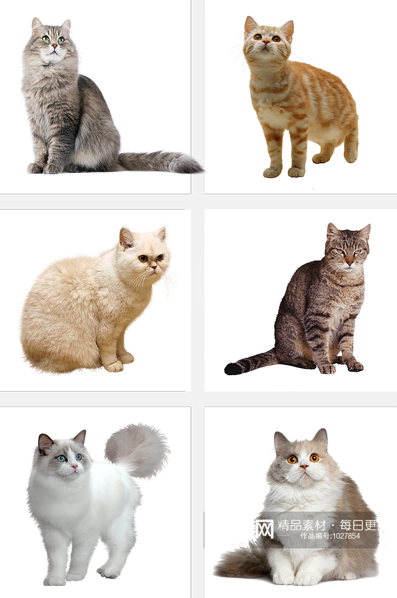 加菲猫免抠宠物素材素材