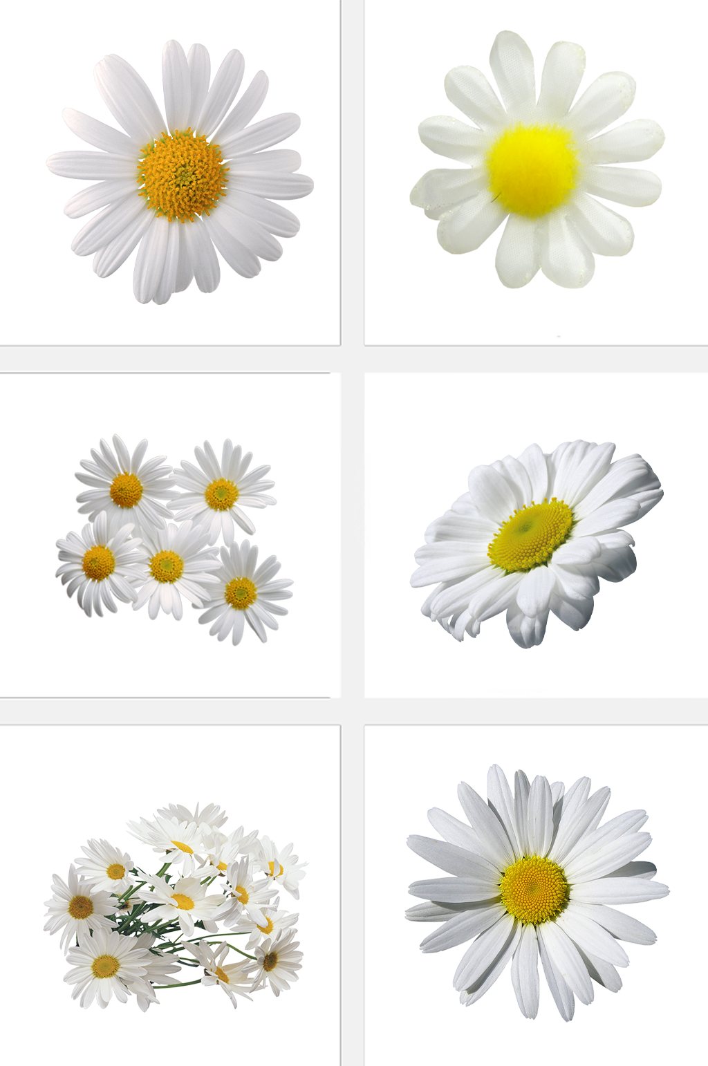 高清免抠菊花花卉素材