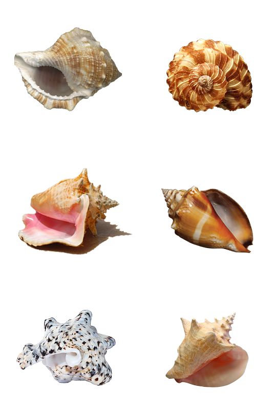 海洋海螺贝壳素材