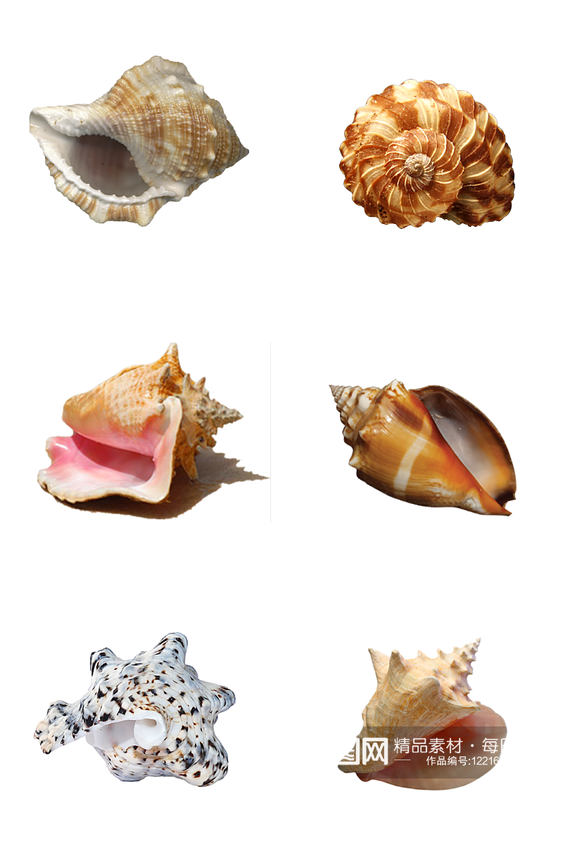 海洋海螺贝壳素材素材