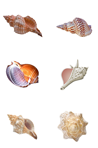 免抠海螺装饰素材