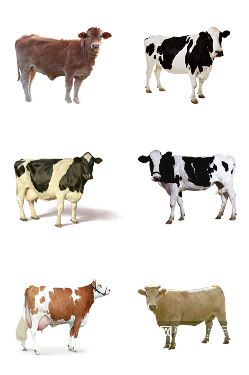 奶牛动物免抠素材素材
