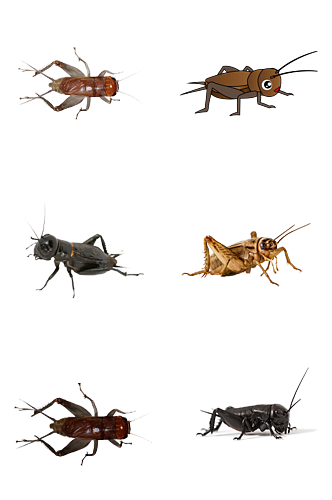 动物蚂蚱装饰素材