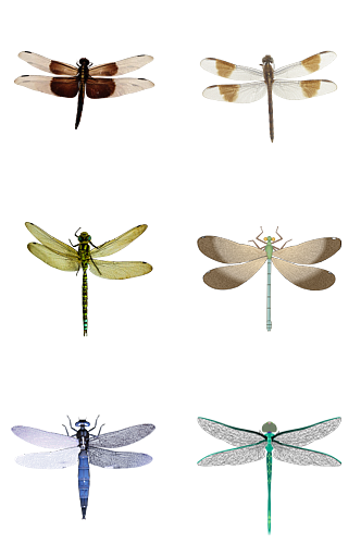 彩色蜻蜓免抠素材