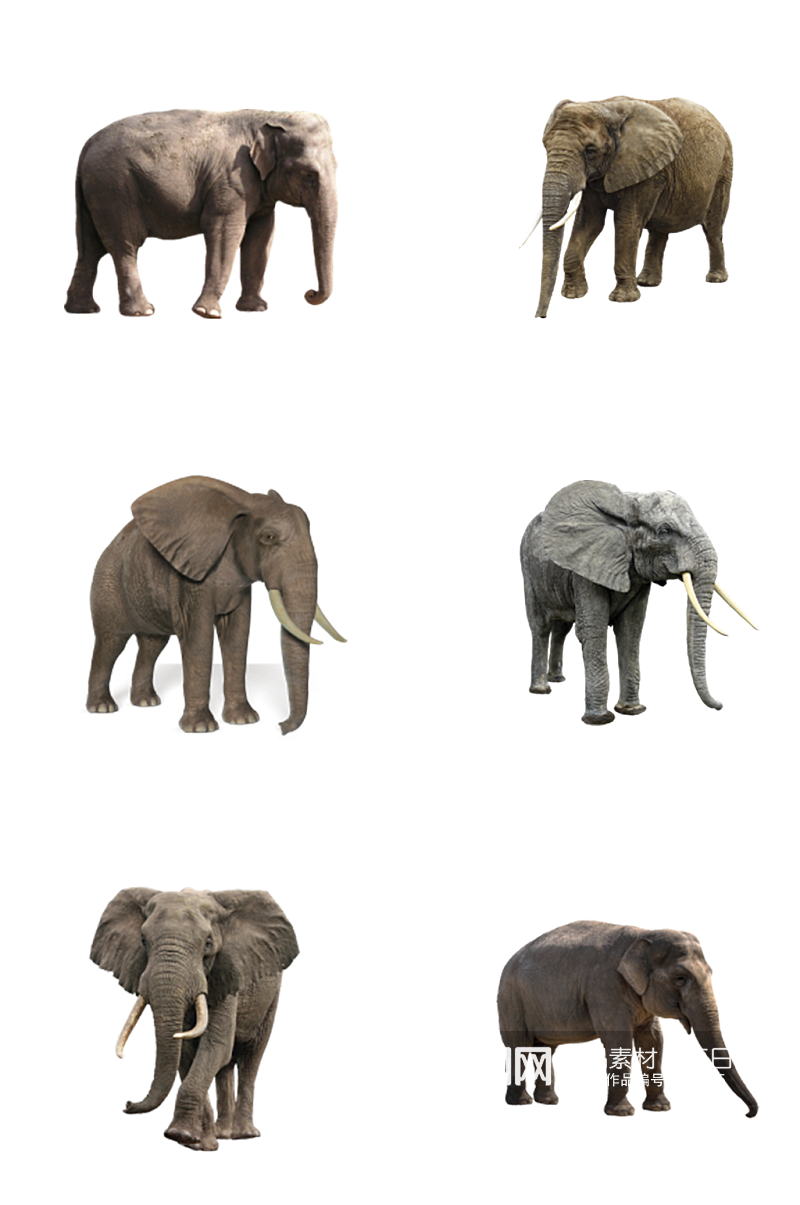 动物园大型动物大象素材