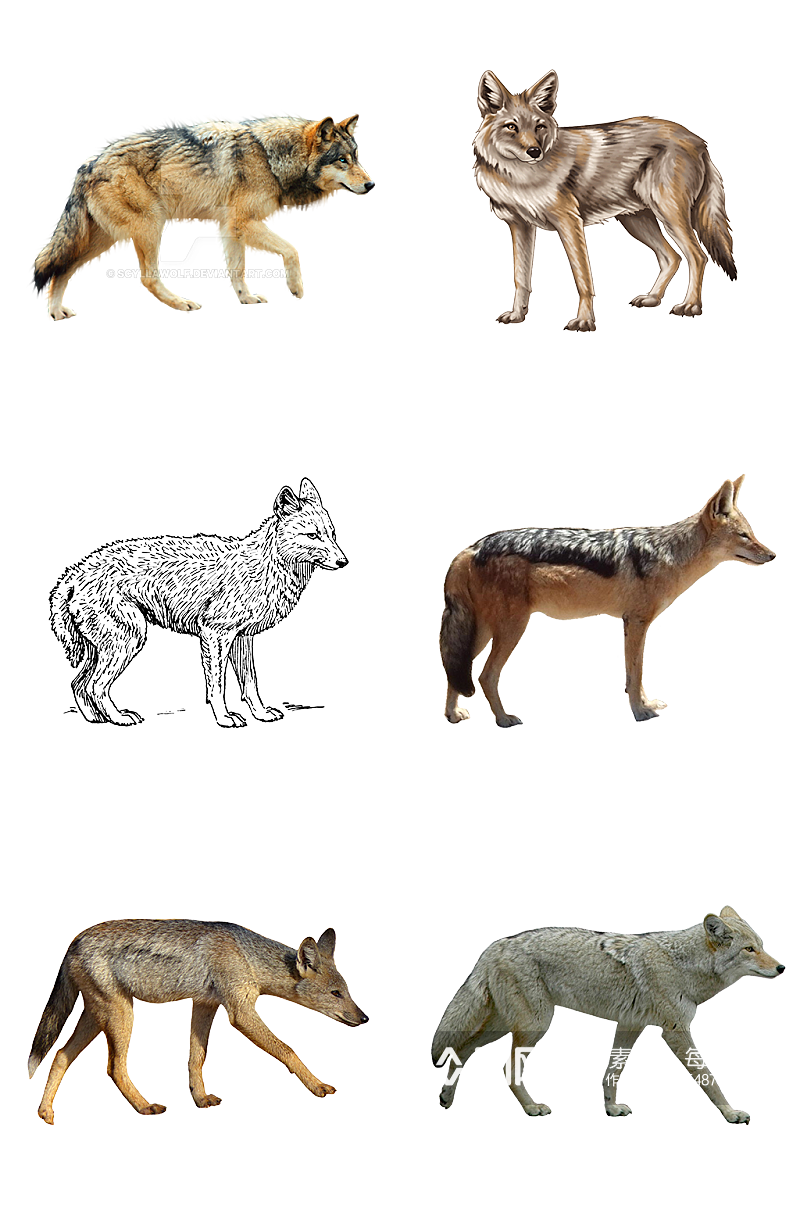 狼性文化动物保护动物素材
