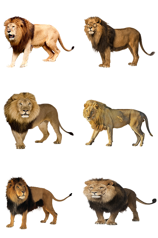动物园保护动物狮子