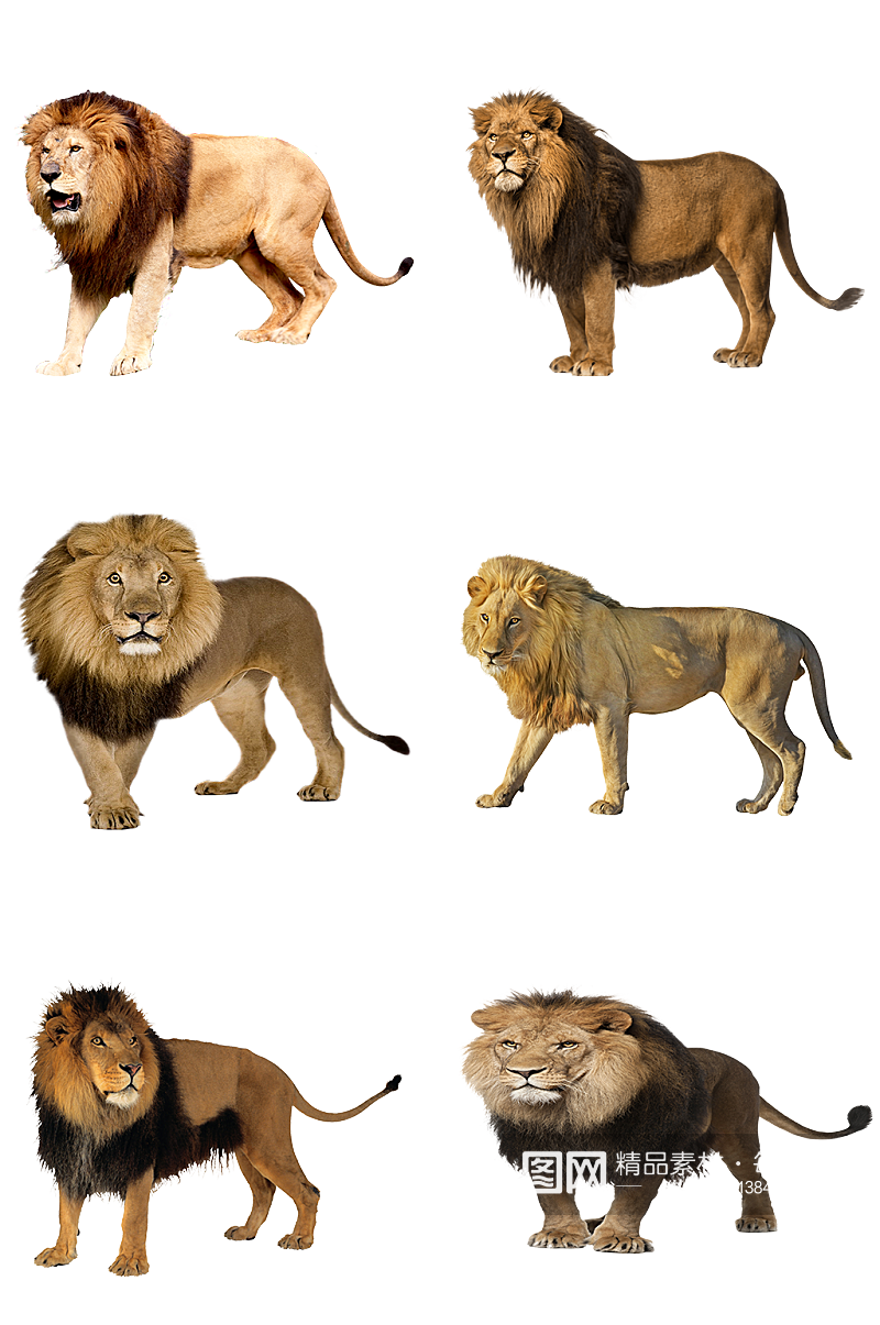 动物园保护动物狮子素材