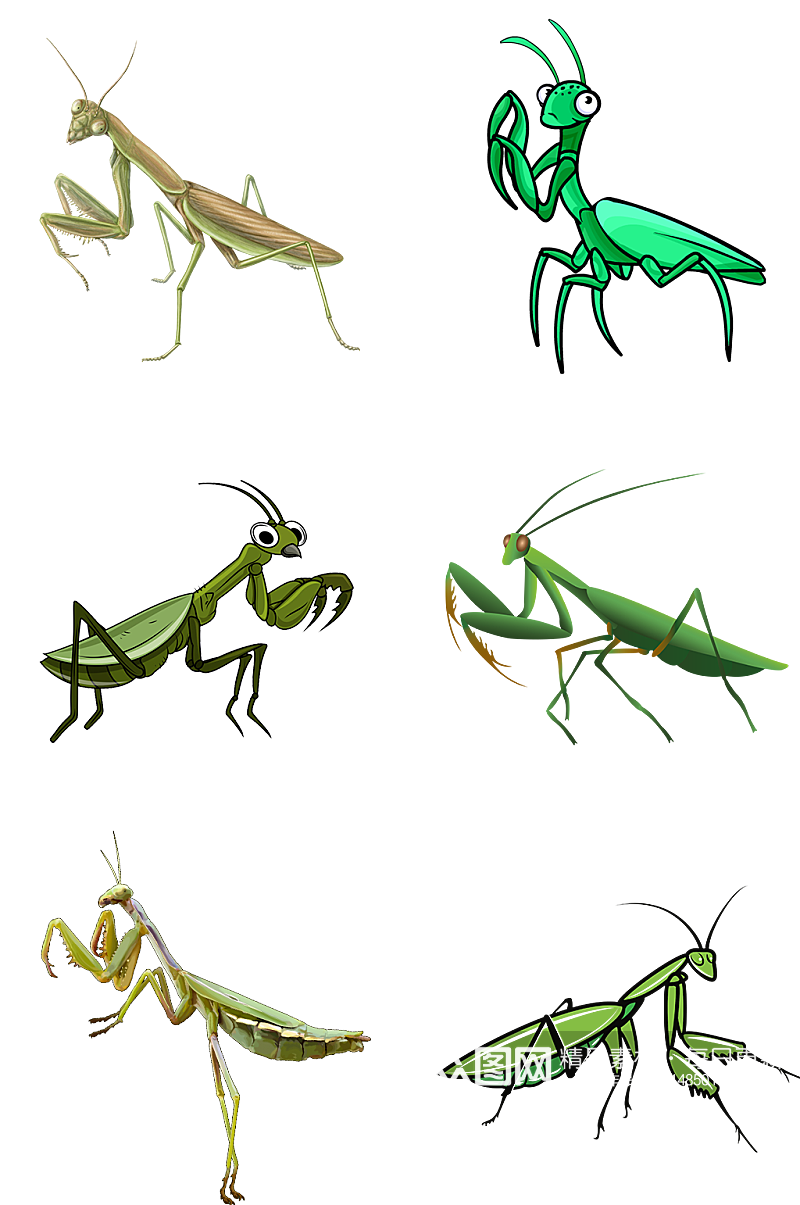 蚂蚱昆虫爬行动物素材