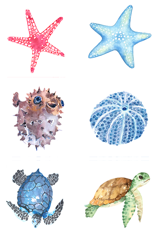 海洋素材海星乌龟海草