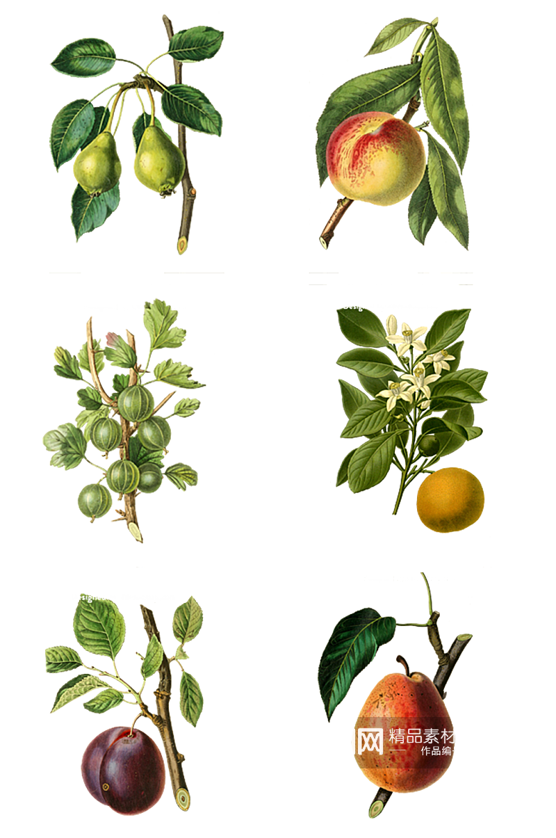 果子特色水果元素素材