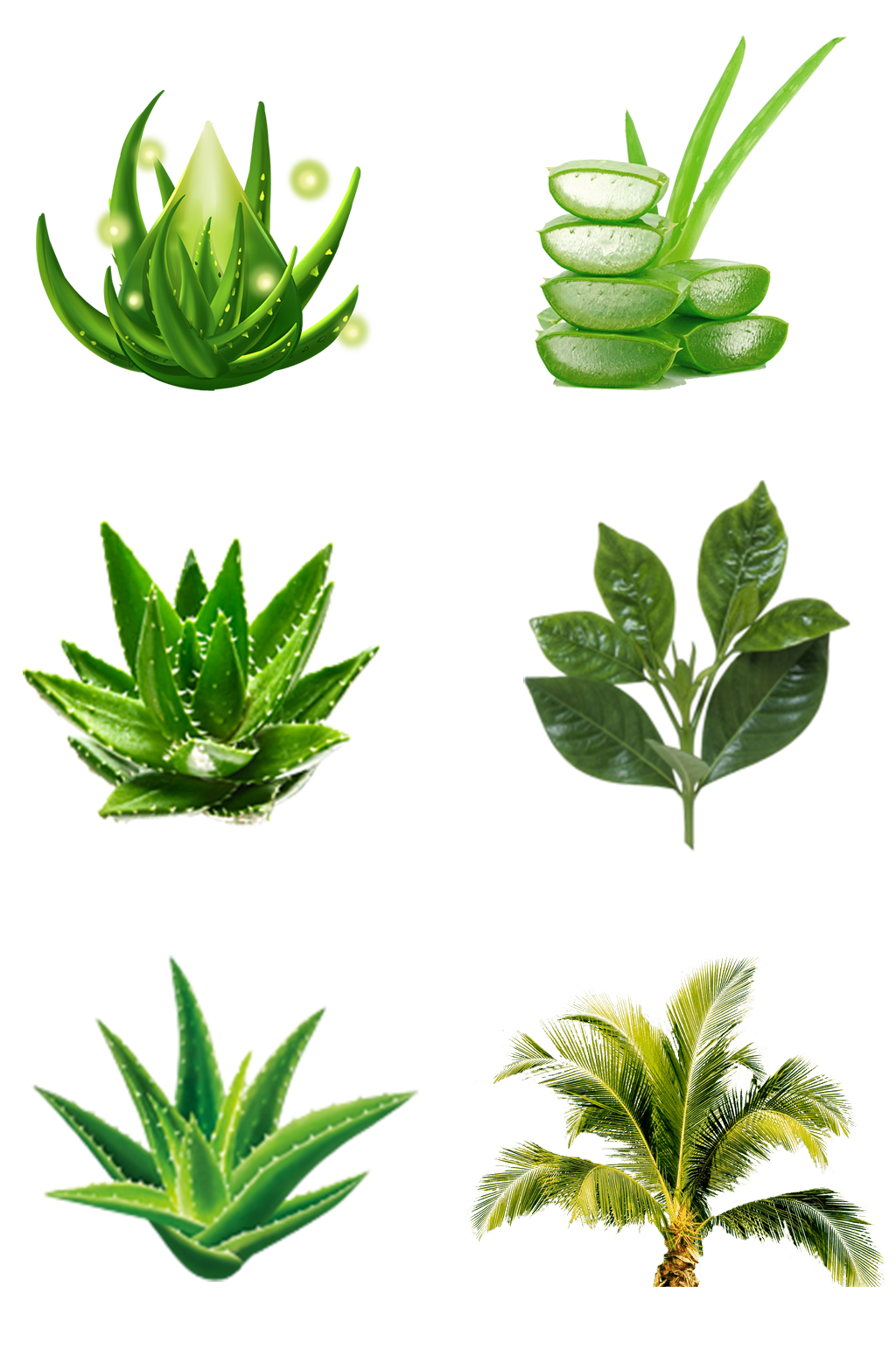 芦荟绿植芦荟胶花瓣素材