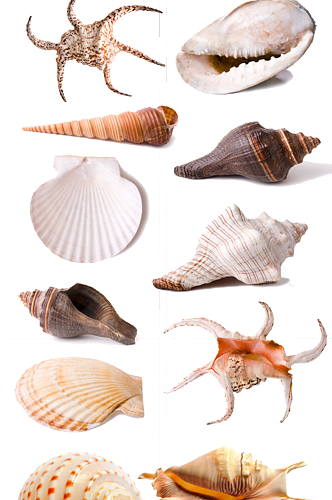 海洋素材贝壳海螺