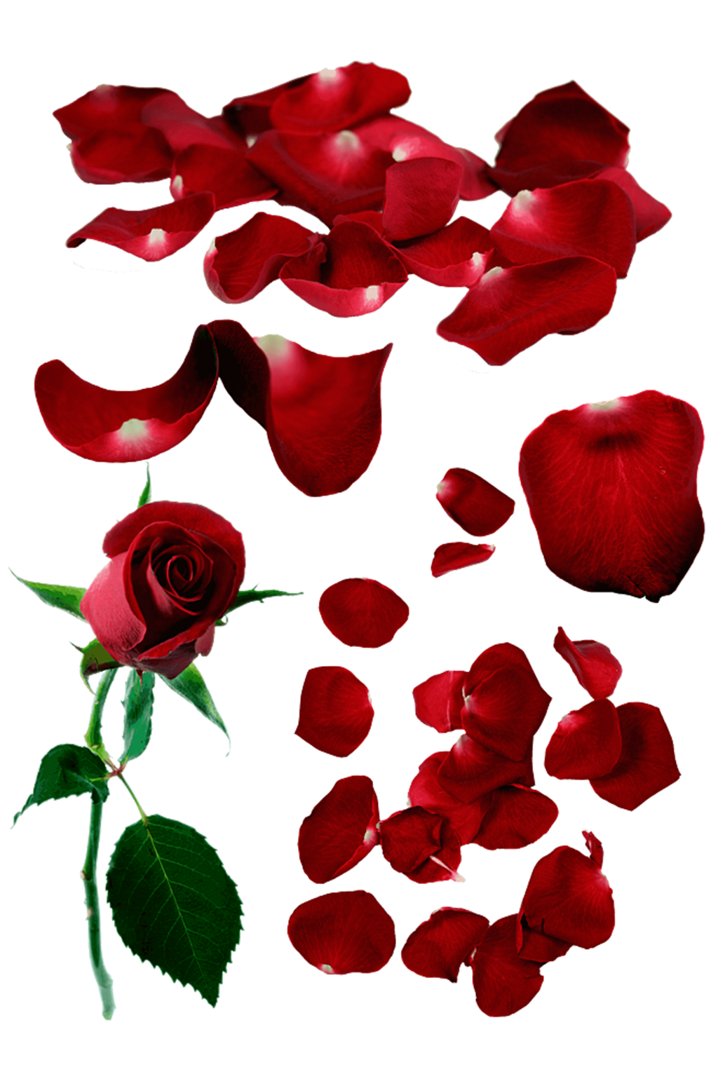 玫瑰花瓣摆放创意图片图片