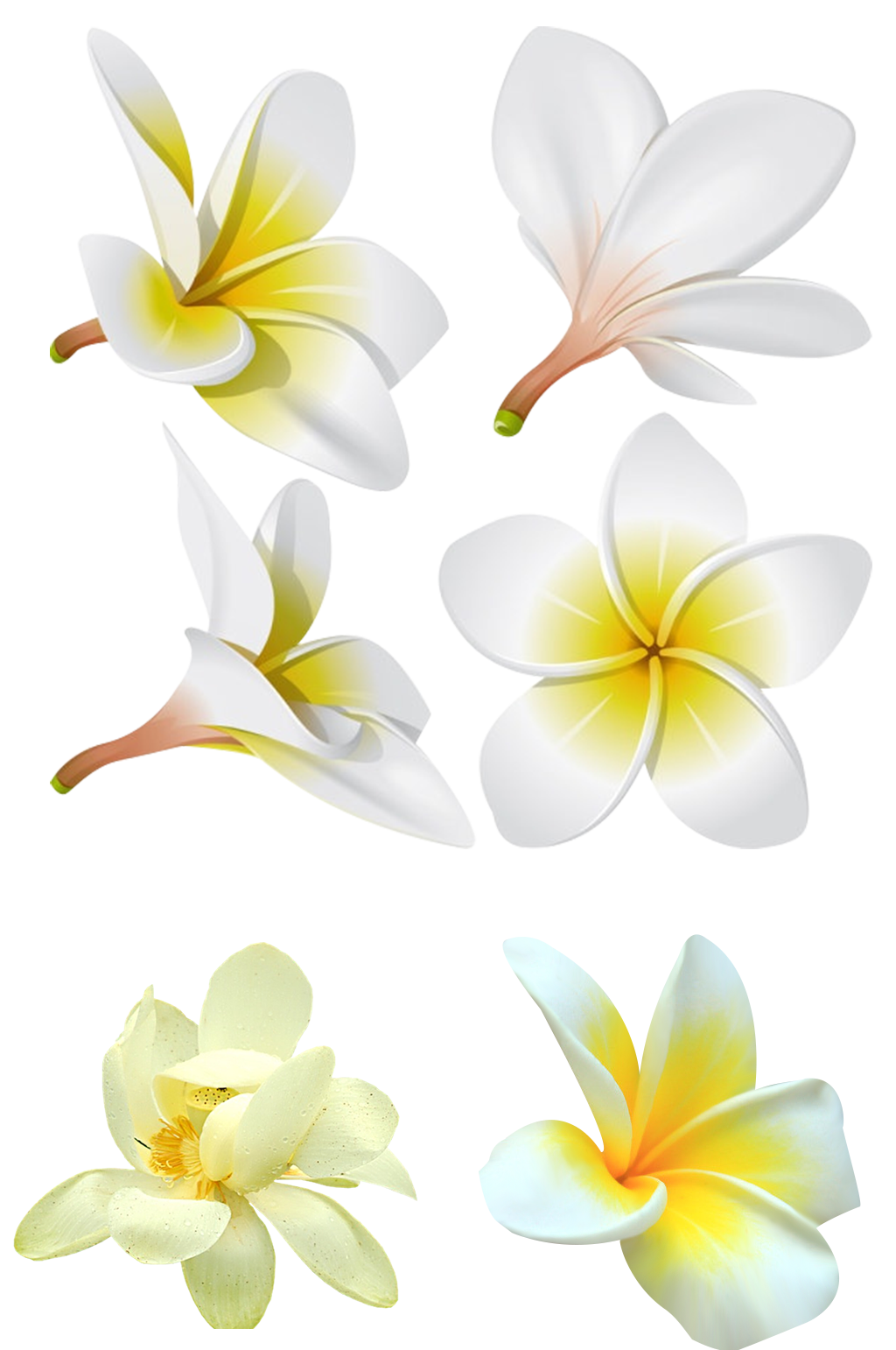 花瓣儿植物百合花素材