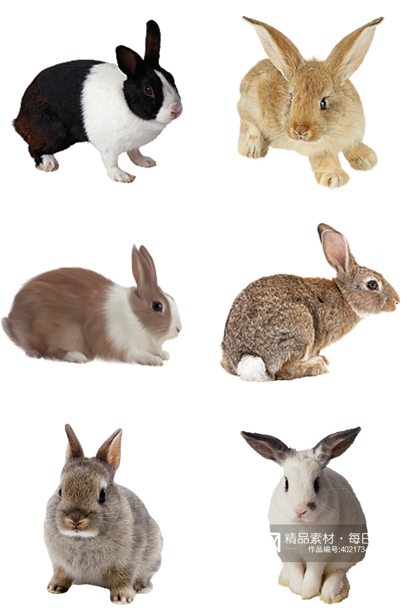 野兔家禽养殖素材素材