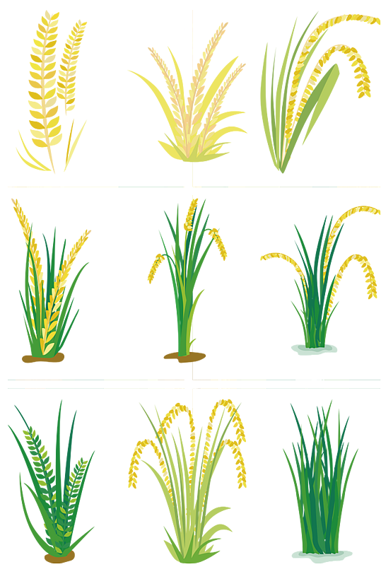 水稻食物种植稻田农作物