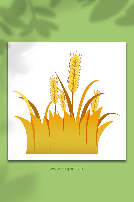水稻小麦丰收金黄秋天大米包装麦穗元素插画