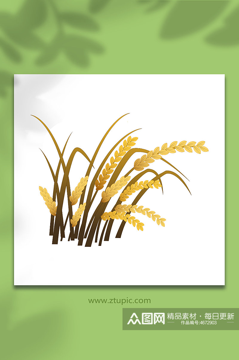 麦穗水稻谷子稻谷粮食大米包装元素插画素材
