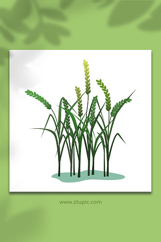 青绿水稻稻子素材大米包装元素插画