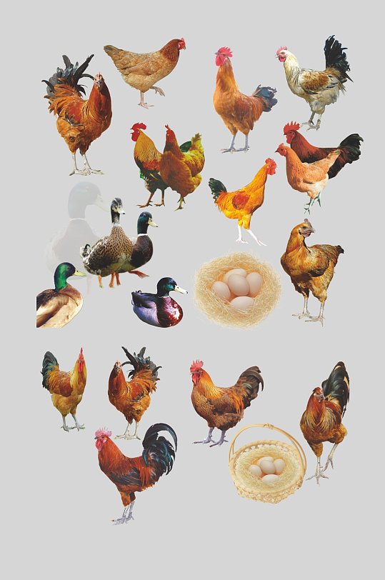 家禽鸡鸭免扣元素素材-众图网