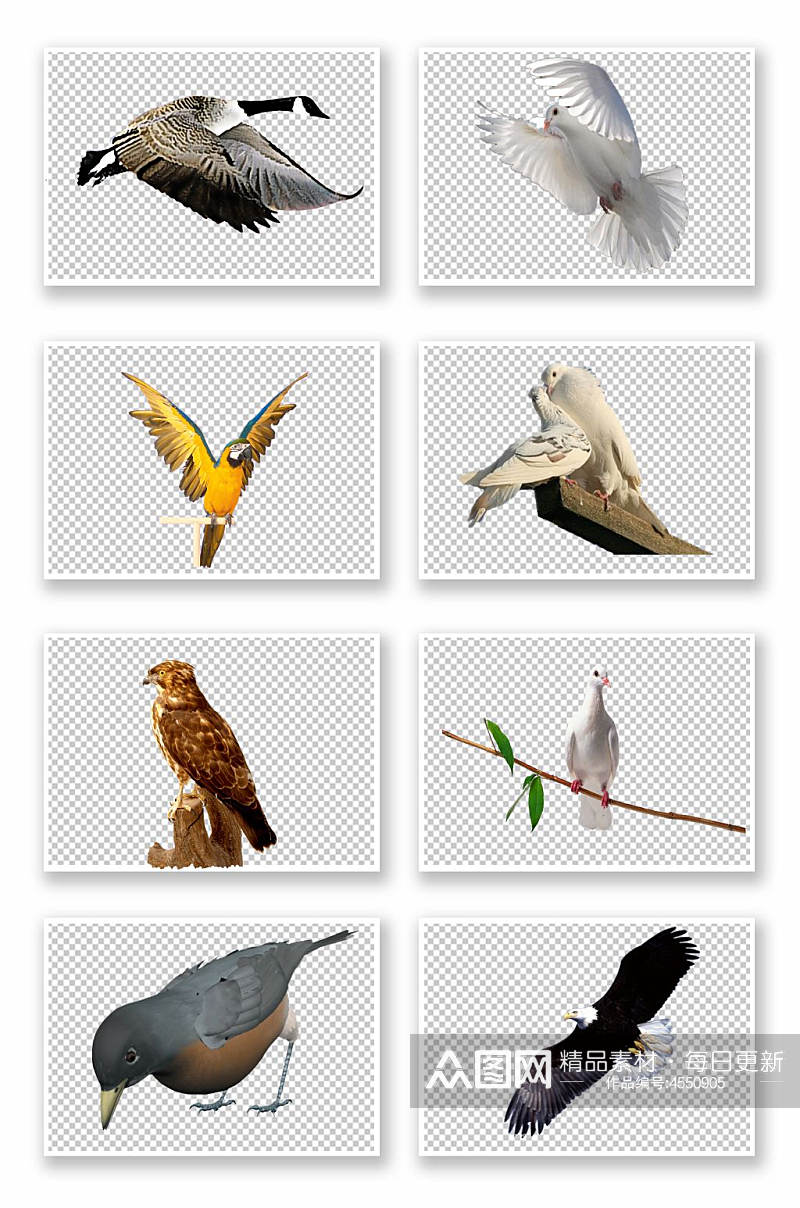 各种鸟类大全免抠素材4素材