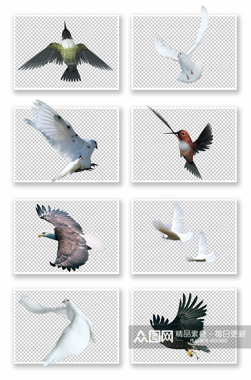 各种鸟类大全免抠素材6素材