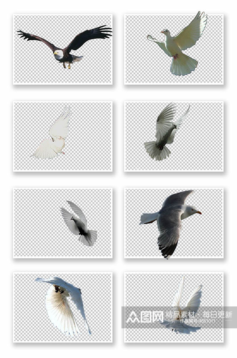 各种鸟类大全免抠素材7素材
