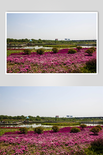 西安浐灞湿地公园花海