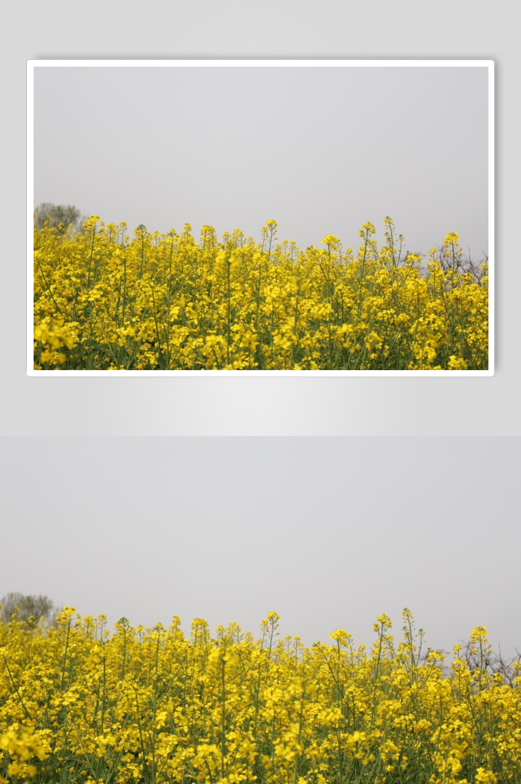 西安杨庄油菜花海素材