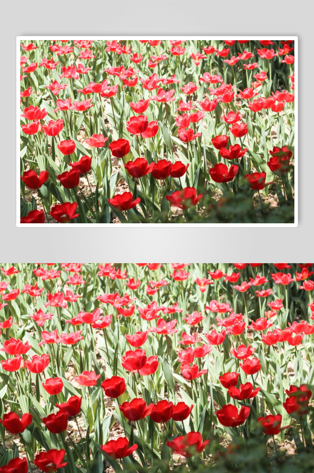 西安兴庆宫公园画展素材