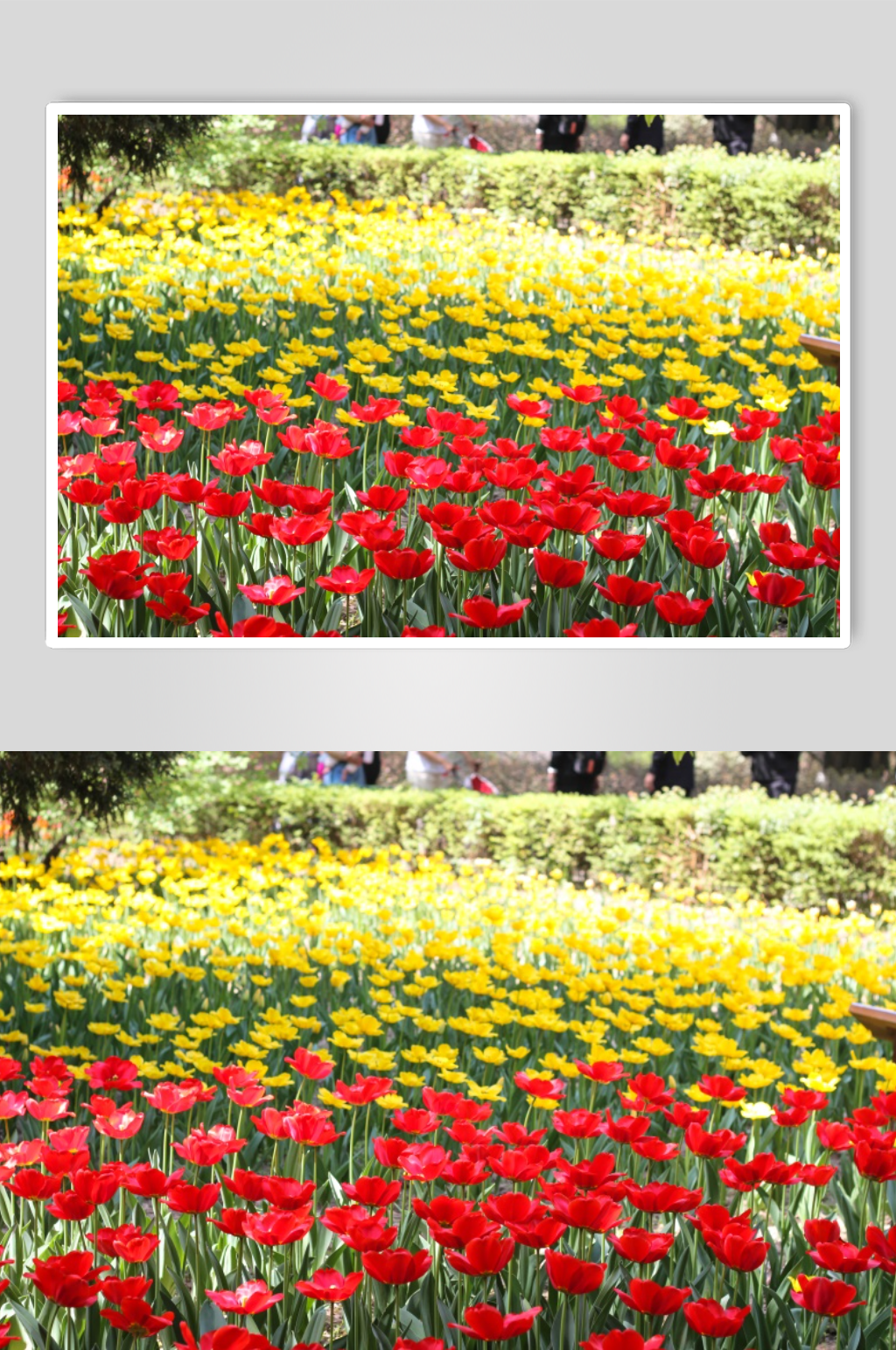 西安兴庆宫郁金香节日素材