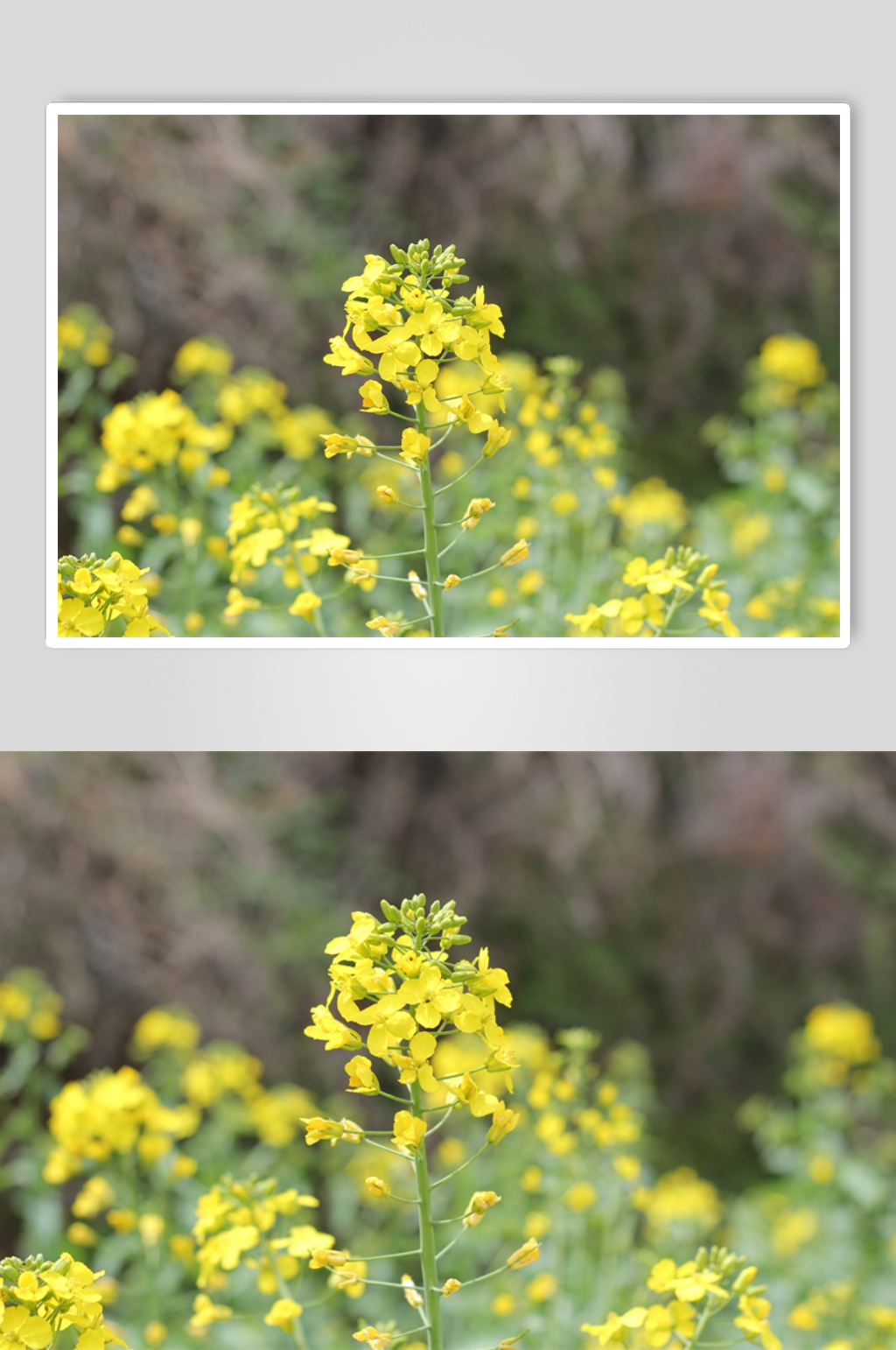 西安长安区油菜花2素材