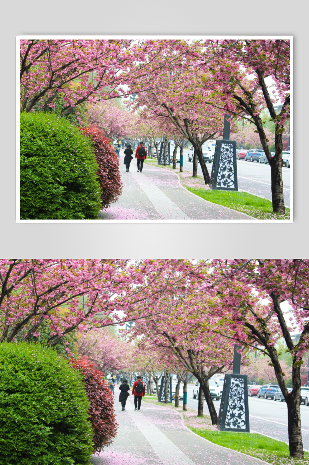 曲江池西路樱花绽放素材