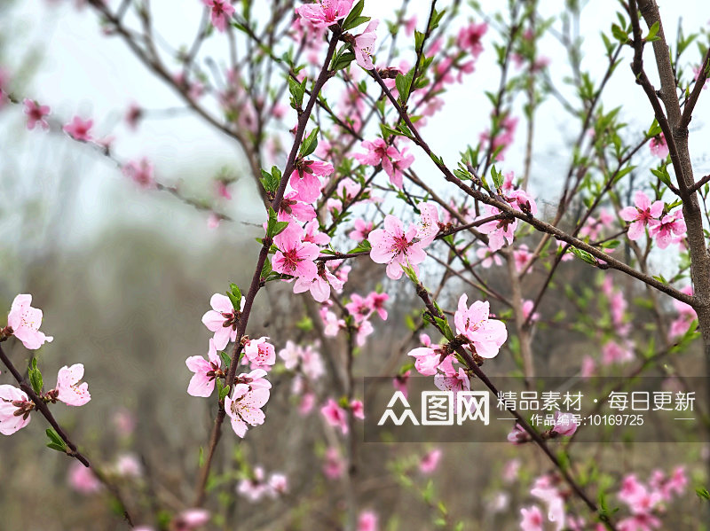 春天的风景桃花开素材