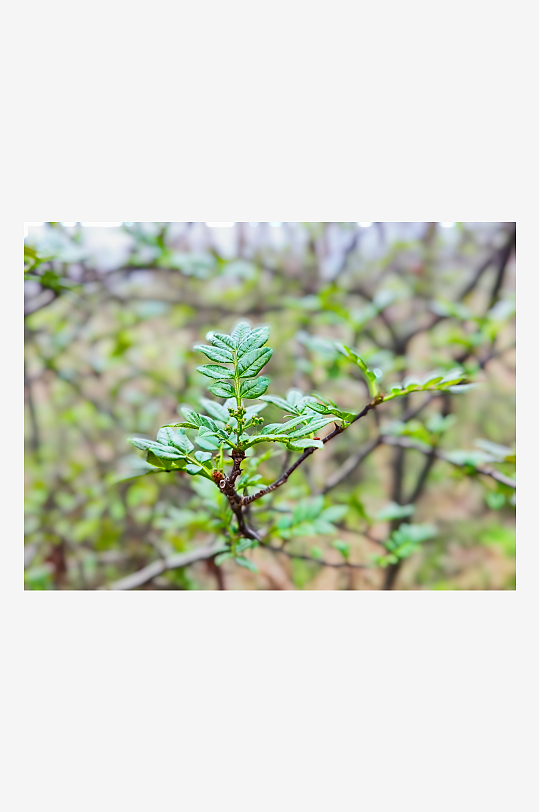 乡间地头一颗发芽的花椒树