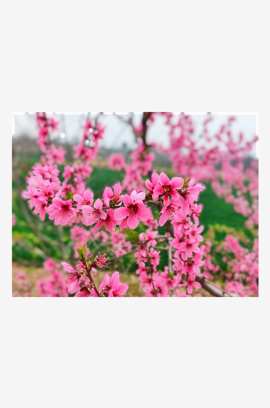 田间的桃树花开繁盛