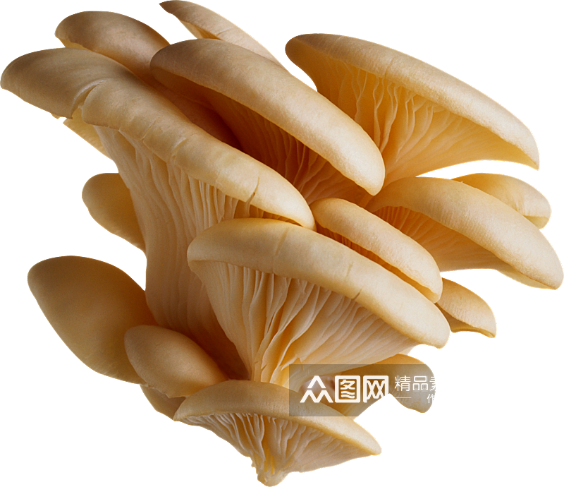 蘑菇自然免抠元素素材