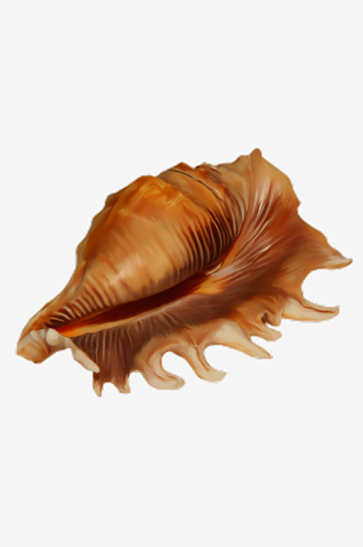 海螺贝壳免抠素材