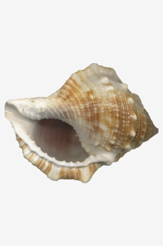 海螺贝壳免抠素材