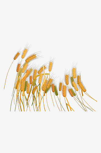小麦免抠背景元素