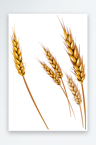 小麦免抠背景元素