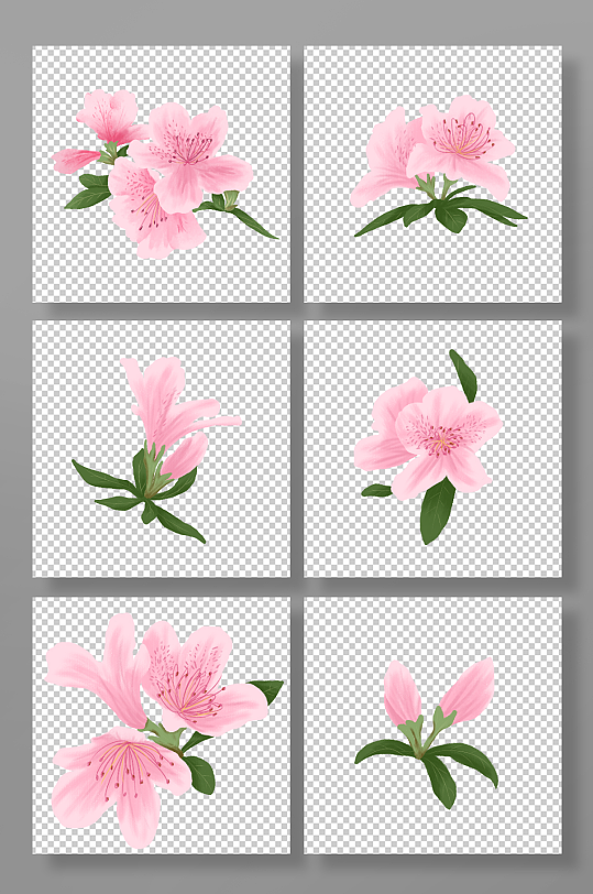 杜鹃花手绘粉色花卉植物花朵元素插画